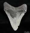 Inch Megalodon Tooth #3075-2